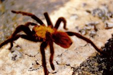 Big Bend tarantula.jpg