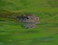 Z61_7187-topaz-rawdenoise cr en sml otter_Rainbow River_Dunnellon.jpg