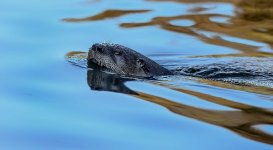 Z61_7220-topaz-rawdenoise cr en sml otter_Rainbow River_Dunellon AA.jpg