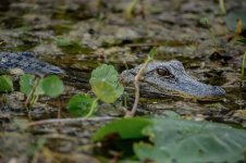 Z61_7490-topaz cf en sml juvenile alligator_Withlacoochee River.jpg