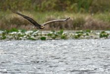 Z61_7528-topaz-rawdenoise-sharpen cr en sml Hawk_Withlacoochee River.jpg