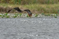 Z61_7529-topaz-rawdenoise-sharpen cr en sml hawk_Withlacoochee River.jpg