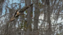 Z61_7524-topaz-rawdenoise-sharpen cr en sml hawk_Withlacoochee River.jpg