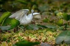 Z61_7544-topaz-rawdenoise cr en sml Little blue heron_juvenile_Withlacoochee River.jpg