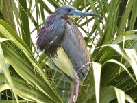 26854416_Unknown.jpeg 26854416_Unknown.jpeg