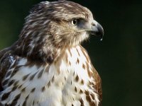 28903456_Unknown.jpeg 28903456_Unknown.jpeg