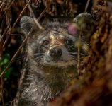 Z61_7583-topaz-rawdenoise-sharpen cr en sml raccoon_Silver River_portrait.jpg Z61_7583-topaz-rawdenoise-sharpen cr en sml raccoon_Silver River_portrait.jpg