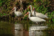 Z61_7607-topaz-rawdenoise-sharpen cr en sml_Ibis_Silver River_four.jpg Z61_7607-topaz-rawdenoise-sharpen cr en sml_Ibis_Silver River_four.jpg