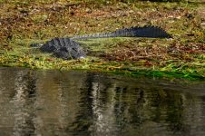 Z61_7618-topaz-rawdenoise-sharpen cr en sml alligator_Silver River_large_old.jpg Z61_7618-topaz-rawdenoise-sharpen cr en sml alligator_Silver River_large_old.jpg