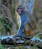 Z61_7706-topaz-rawdenoise-face cr en sml rhesus monkey_Silver River.jpg Z61_7706-topaz-rawdenoise-face cr en sml rhesus monkey_Silver River.jpg