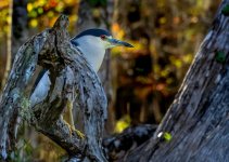 Z61_7710-topaz-rawdenoise-sharpen cr en sml Black crowned night heron_perched_Silver River.jpg Z61_7710-topaz-rawdenoise-sharpen cr en sml Black crowned night heron_perched_Silver River.jpg