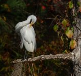 Z61_7622-topaz-rawdenoise-sharpen cr en sml Grewat egret_Preening_perched_Silver River.jpg Z61_7622-topaz-rawdenoise-sharpen cr en sml Grewat egret_Preening_perched_Silver River.jpg