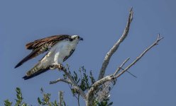 Z61_8006-topaz-rawdenoise-sharpen Osprey_Kings Bay_Crystal River Nat Wildlife Rfg.jpg
