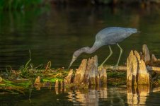 Z61_7372-topaz-rawdenoise-sharpen cr en sml Little blue heron.jpg