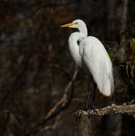 Z61_7624-topaz-rawdenoise-sharpen cr en sml Great Egret_Silver River.jpg