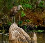 Z61_9137-topaz-rawdenoise cr en sml Limpkin_perched_stump_Withlacoochee River.jpg