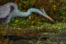 Z61_0151-topaz-rawdenoise-sharpen cr en sml posterized_Great blue heron_Apopka Wildlife Dr.jpg