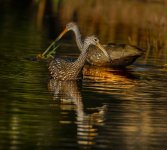 Z61_0714-topaz-rawdenoise cr en sml Limpkins_pair_Hampton Lake.jpg