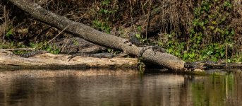 Z61_0825-topaz-rawdenoise-sharpen cr en sml_alligators_juvenile_eight_on log_Gum Slough.jpg