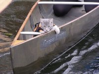 CanoeCat.jpg