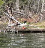 IMG_5115.jpeg