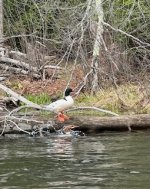 IMG_5116.jpeg