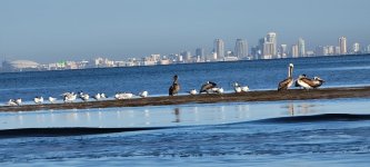 Tampa Bay.jpg