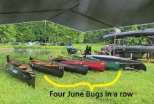 IMG_1429 Four June Bugs in a row cr en sml.jpg