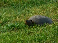 DSCN4550.JPG