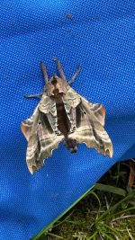 IMG_4940.jpeg