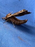 IMG_4939.jpeg