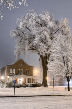 Wellsboro Elm tree.png