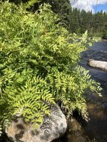 IMG_5603.jpeg