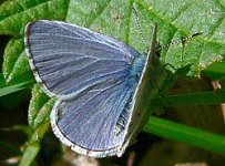 Celastrina_ladon_03745.JPG