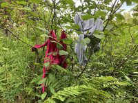 IMG_5645.jpeg
