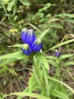 IMG_5644.jpeg