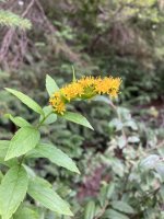 IMG_5650.jpeg
