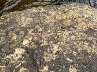 IMG_5662.jpeg