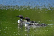 Z61_6892-topaz-rawdenoise-sharpen cr en sml loons_Boreas Ponds_pair xsm.jpg Z61_6892-topaz-rawdenoise-sharpen cr en sml loons_Boreas Ponds_pair xsm.jpg