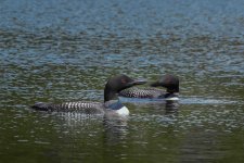 Z61_6872-topaz-denoise-sharpen cr en sml_loons_two_Boreas Pond_Pair_ xsm.jpg Z61_6872-topaz-denoise-sharpen cr en sml_loons_two_Boreas Pond_Pair_ xsm.jpg