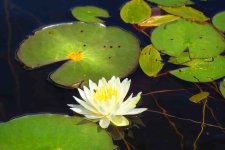 Z61_6726-topaz-rawdenoise cr en _Boreas Pond_water lilly xsm.jpg Z61_6726-topaz-rawdenoise cr en _Boreas Pond_water lilly xsm.jpg