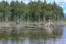 Z61_6725-topaz-rawdenoise cr en sml Boreas Ponds_Glenn_McGready xsm.jpg Z61_6725-topaz-rawdenoise cr en sml Boreas Ponds_Glenn_McGready xsm.jpg