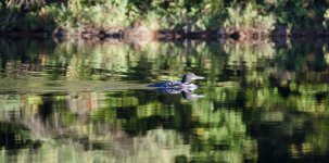Loon.jpg Loon.jpg
