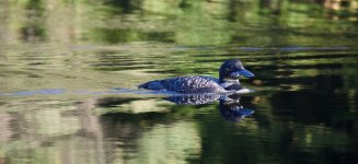 Loon2.jpg Loon2.jpg