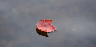 Leaf.jpg Leaf.jpg