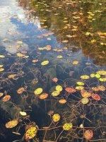 IMG_6280.jpeg