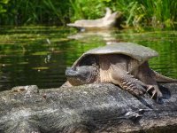 Big Turtleb.jpg