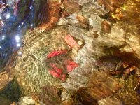 Click image for larger version  Name:	clear waters .jpg Views:	1 Size:	99.4 KB ID:	74729