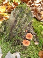Click image for larger version  Name:	'shrooms .jpg Views:	1 Size:	109.1 KB ID:	74730