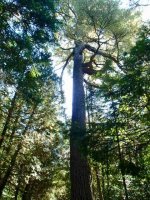 Click image for larger version  Name:	tall tree .jpg Views:	1 Size:	129.1 KB ID:	74792
